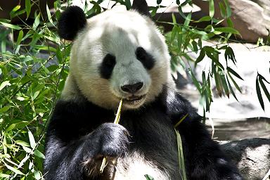 Bambusovou betonovou výztuž zatím zpracovávají hlavně pandy